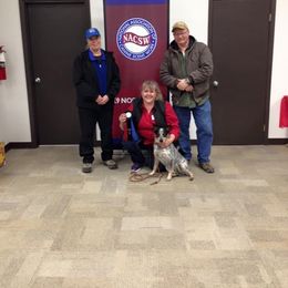 Australian Cattle Dog and French Bulldog Puppies from Sugarloaf French bulldogs and Australian cattle dogs