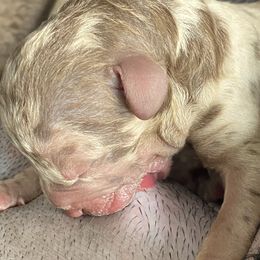 Aussiedoodles from My Amis AussieDoodles