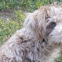 Bernedoodles, Cockapoos, Schnoodles, and Yorkipoos from Lost Coast Poodles and Doodles
