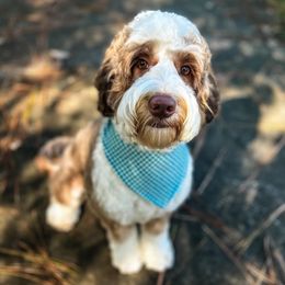 Nessa - Australian Labradoodle