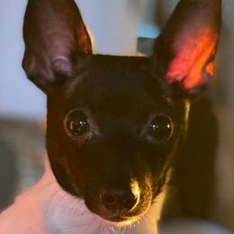 Blackjack - Toy Fox Terrier