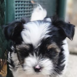 Morkie Puppies from My Precious Pups