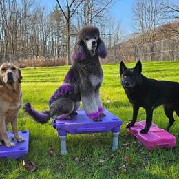 Poodles from Melinda Hammond