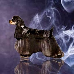 Misty - Cocker Spaniel