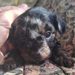 Jedi - Tri-color male Yorkipoo puppy in Woodruff, Arizona from Desert Flower Breeders