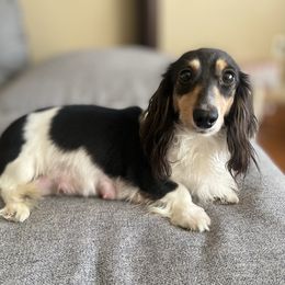 Maisy - Dachshund