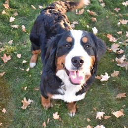 Zoey - Bernese Mountain Dog