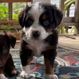 Holland - Black tri male Toy Australian Shepherd puppy in Dayton, Washington from Columbia Coast Toy & Mini Aussies