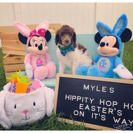 Poodle Puppies from The Parti Collection