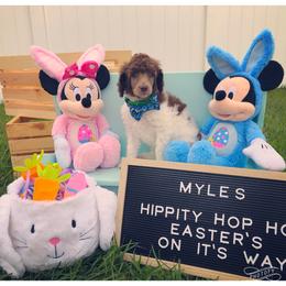 Poodle Puppies from The Parti Collection