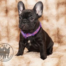 Girl 5 - Brindle female French Bulldog puppy in Schaumburg, Illinois from A & B French Bulldogs