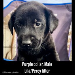 Labrador Retriever Puppies from Bluegrass Labradors