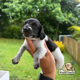 Safi (CKC) - Piebald female Dachshund puppy in Ocala, Florida from The Wiener Family