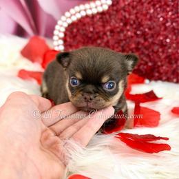 Sharkboy - Chocolate and tan male Chihuahua puppy in Anderson, South Carolina from Lil Treasures Chihuahuas