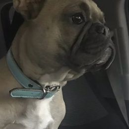 French Bulldogs from Shasta Frenchies