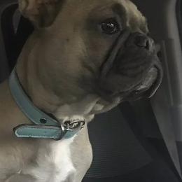 French Bulldogs from Shasta Frenchies