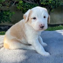 Honey 3000 - Brown and white female Sheepadoodle puppy in Los Angeles, California from Exquisite Doodles