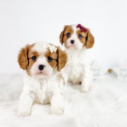 Cavalier King Charles Spaniel and Poodle Puppies from Red Skye Cavaliers