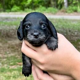TBD 6th born - Brindle female Dachshund puppy in El Dorado, Arkansas from LovelylilDoxies