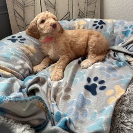 Goldendoodle Puppies from Daisy’s Doodles