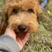 Charlie - Wheaten male Whoodle puppy in Wisconsin Rapids, Wisconsin from Whoodles of the Valley