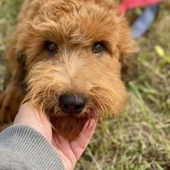 Charlie - Wheaten male Whoodle puppy in Wisconsin Rapids, Wisconsin from Whoodles of the Valley