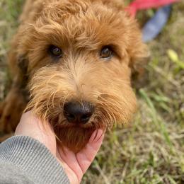 Charlie - Wheaten male Whoodle puppy in Wisconsin Rapids, Wisconsin from Whoodles of the Valley