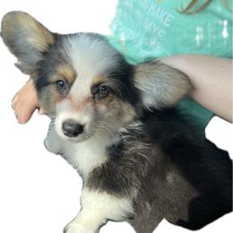 Female 2 - Black and tan female Pembroke Welsh Corgi puppy in Hueytown, Alabama from AAA Corgis