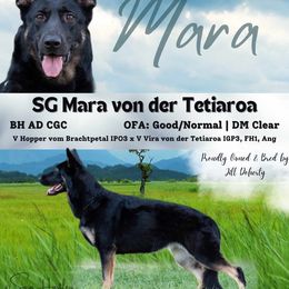 Mara - German Shepherd