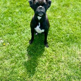 Lettie - Boxer