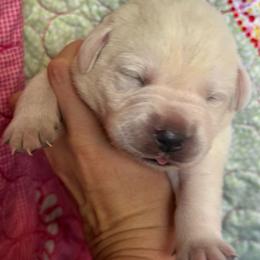 Kabetogama - purple collar- first pick female Emily Kist - Yellow female Labrador Retriever puppy in Isanti, Minnesota from Four Corners Family Labs