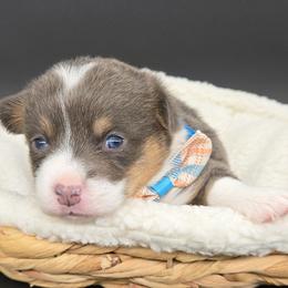 German Shepherd and Pembroke Welsh Corgi Puppies from J&R Shepherds & Corgis