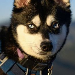Alaskan Klee Kai from Proper Klee Kai