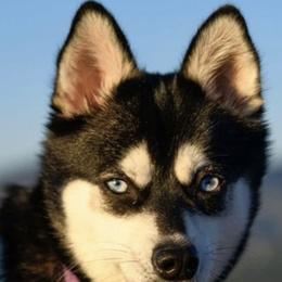 Alaskan Klee Kai from Proper Klee Kai