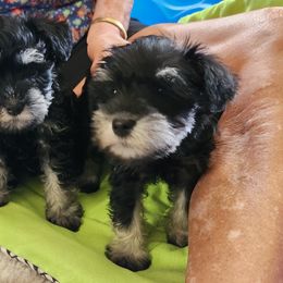 Romeo - Miniature Schnauzer