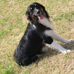Hedwig - Australian Shepherd