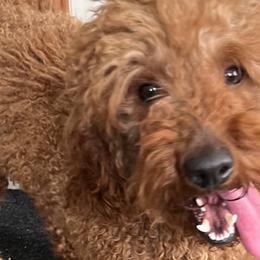 Bernedoodles and Poodles from Moser’s Mapleridge Farm