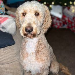Sophie - Goldendoodle