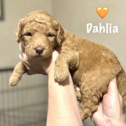 Dahlia- Peach - Apricot female Goldendoodle puppy in Bay City, Texas from Charming Doods