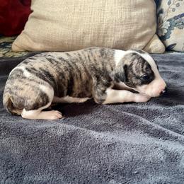 Ferdinand - Fawn brindle male Whippet puppy in Clinton, Tennessee from Ivanhoe Borzoi