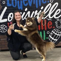 Finnish Lapphunds and Shiba Inu from Timberwood Paws