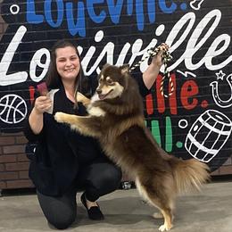 Finnish Lapphunds and Shiba Inu from Timberwood Paws