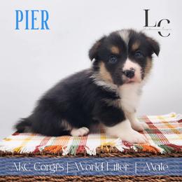 Pier - Black and tan male Pembroke Welsh Corgi puppy in Pine Village, Indiana from NL Horsemanship