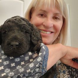 Poodle Puppies from Canterland Farm