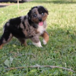 Black - Blue merle Australian Shepherd puppy in Muscatine, Iowa from Horten K-9 Wiggles