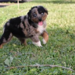 Black - Blue merle Australian Shepherd puppy in Muscatine, Iowa from Horten K-9 Wiggles