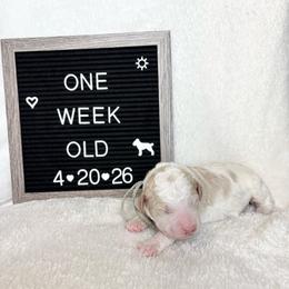 Hank - Yellow and white male Bernedoodle puppy in Sparrows Point, Maryland from Rosie’s Puppies