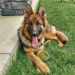 Zoey - German Shepherd