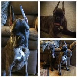 Boxer Puppies from Big Mac Boxers