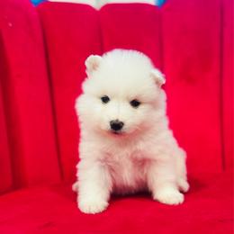 Crystal - White female American Eskimo Dog puppy in St. George, Utah from Brookside Eskies